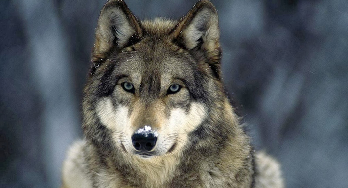 lobo